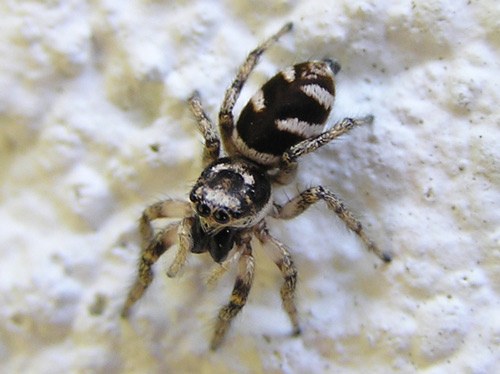 Zebra Spider - Spider species | OBOBAS JISHEBI | ობობას ჯიშები